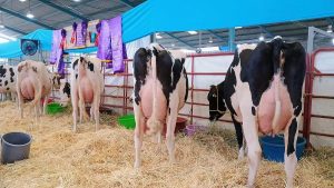 San Juan del Río produce 500 000 L de leche diaria y refuerza su rol estratégico
